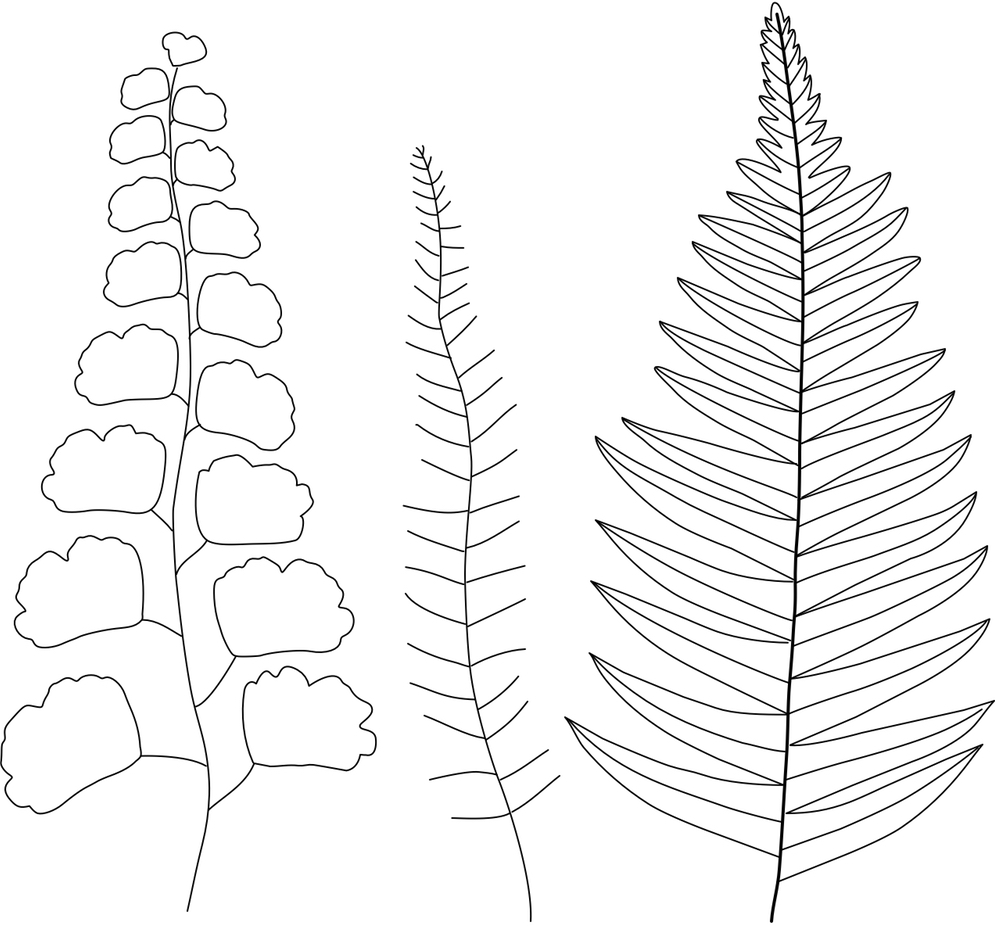 FREE Embroidery Pattern: Botanical Ferns - Wandering Threads Embroidery